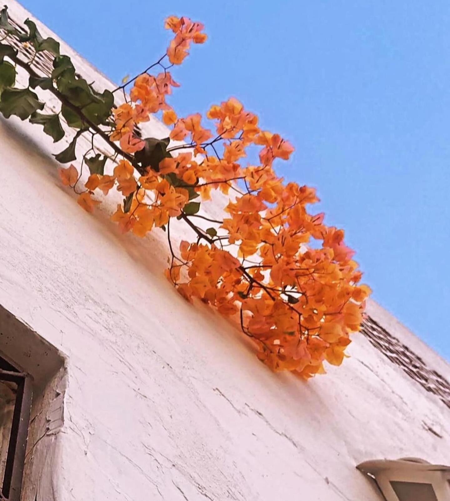Casa Brigita. *